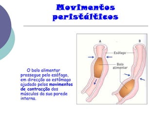 Movimentos 
peristálticos 
O bolo alimentar 
prossegue pelo esófago, 
em direcção ao estômago 
ajudado pelos movimentos 
de contracção dos 
músculos da sua parede 
interna. 
 
