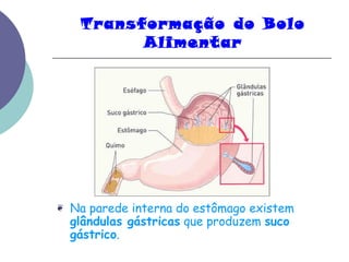 Transformação do Bolo 
Alimentar 
❦ Na parede interna do estômago existem 
glândulas gástricas que produzem suco 
gástrico. 
 