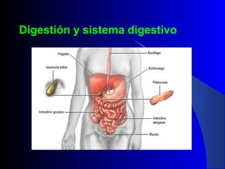 Digestión y sistema digestivo
 
