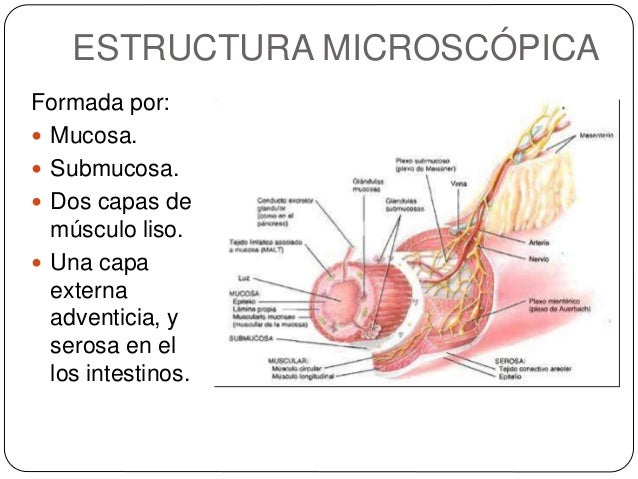 Sistema digestivo humano ppt