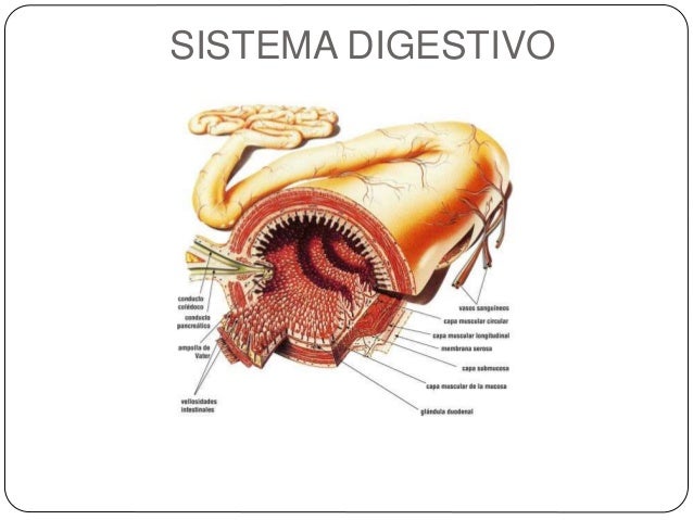 Sistema digestivo humano ppt