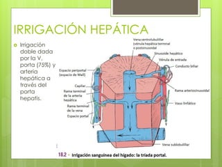 IRRIGACIÓN HEPÁTICA
 Irrigación
doble dada
por la V.
porta (75%) y
arteria
hepática a
través del
porta
hepatis.
 