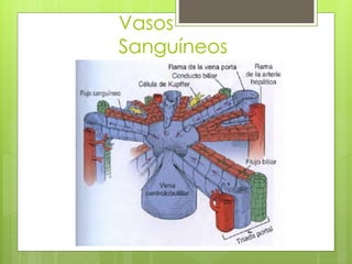 Vasos
Sanguíneos
 