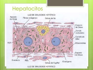 Hepatocitos
 