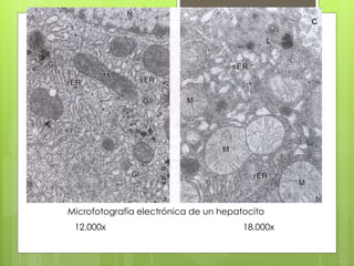 Microfotografía electrónica de un hepatocito
12.000x 18.000x
 