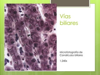 Microfotografía de
Canalículos biliares
1.240x
Vías
biliares
 