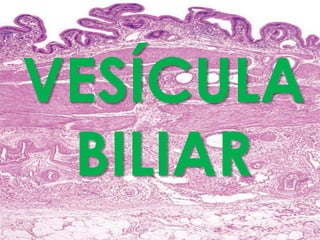 VESÍCULA
BILIAR
 