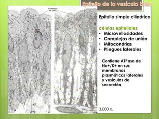 Epitelio simple cilíndrico
células epiteliales:
• Microvellosidades
• Complejos de unión
• Mitocondrias
• Pliegues laterales
Contiene ATPasa de
Na+/K+ en sus
membranas
plasmáticas laterales
y vesículas de
secreción
3.000 x.
 