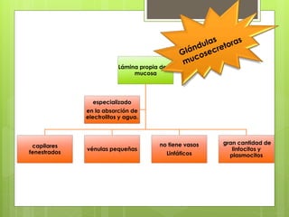 Lámina propia de la
mucosa
capilares
fenestrados
vénulas pequeñas
no tiene vasos
Linfáticos
gran cantidad de
linfocitos y
plasmocitos
especializado
en la absorción de
electrolitos y agua.
 