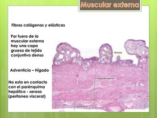 Fibras colágenas y elásticas
Por fuera de la
muscular externa
hay una capa
gruesa de tejido
conjuntivo denso
Adventicia – Hígado
No esta en contacto
con el parénquima
hepático - serosa
(peritoneo visceral)
 