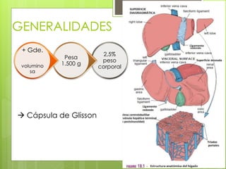 GENERALIDADES
2,5%
peso
corporal
Pesa
1.500 g
+ Gde.
volumino
sa
 Cápsula de Glisson
 