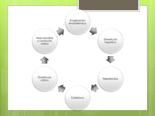 Evaginación
endodérmica
Divertículo
hepático
Hepatocitos
Colédoco
Divertículo
cístico
Vesícula biliar
y conducto
cístico
 