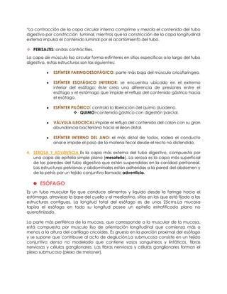*La contracción de la capa circular interna comprime y mezcla el contenido del tubo
digestivo por constricción luminal, mientras que la constricción de la capa longitudinal
externa impulsa el contenido luminal por el acortamiento del tubo.
 PERISALTIS: ondas contráctiles.
La capa de músculo liso circular forma esfínteres en sitios específicos a lo largo del tubo
digestivo, estas estructuras son las siguientes:
ESFÍNTER FARINGOESOFÁGICO: parte más baja del músculo cricofaríngeo.
ESFÍNTER ESOFÁGICO INFERIOR: se encuentra ubicado en el extremo
inferior del esófago; éste crea una diferencia de presiones entre el
esófago y el estómago que impide el reflujo del contenido gástrico hacia
el esófago.
ESFÍNTER PILÓRICO: controla la liberación del quimo duodeno.
 QUIMO=contenido gástrico con digestión parcial.
VÁLVULA ILEOCECAL:impide el reflujo del contenido del colon con su gran
abundancia bacteriana hacia el íleon distal.
ESFÍNTER INTERNO DEL ANO: el más distal de todos, rodea el conducto
anal e impide el paso de la materia fecal desde el recto no distendido.
4. SEROSA Y ADVENTICIA Es la capa más externa del tubo digestivo, compuesta por
una capa de epitelio simple plano (mesotelio). La serosa es la capa más superficial
de las paredes del tubo digestivo que están suspendidas en la cavidad peritoneal.
Las estructuras pelvianas y abdominales están adheridas a la pared del abdomen y
de la pelvis por un tejido conjuntivo llamado adventicia.
ESÓFAGO
Es un tubo muscular fijo que conduce alimentos y liquido desde la faringe hacia el
estómago, atraviesa la base del cuello y el mediastino, sitios en los que está fijado a las
estructuras contiguas. La longitud total del esófago es de unos 25cms.La mucosa
tapiza el esófago en toda su longitud posee un epitelio estratificado plano no
queratinizado.
La parte más periférica de la mucosa, que corresponde a la muscular de la mucosa,
está compuesta por musculo liso de orientación longitudinal que comienza más o
menos a la altura del cartílago cricoides. Es gruesa en la porción proximal del esófago
y se supone que contribuye al acto de deglución.La submucosa consiste en un tejido
conjuntivo denso no modelado que contiene vasos sanguíneos y linfáticos, fibras
nerviosas y células ganglionares. Las fibras nerviosas y células ganglionares forman el
plexo submucoso (plexo de meissner).
 