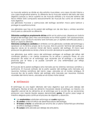 La muscular externa se divide en dos estratos musculares: una capa circular interna y
una capa longitudinal externa. Es diferente de la muscular externa del resto del tubo
digestivo porque su tercio superior es de musculo estriado y la muscular externa del
tercio inferior está compuesta exclusivamente de musculo liso como en el resto del
tubo digestivo.
Las glándulas mucosas y submucosas del esófago secretan moco para lubricar y
proteger la superficie luminal.
Las glándulas que hay en la pared del esófago son de dos tipos y ambas secretan
moco pero su ubicación es diferente.
Glándulas esofágicas propiamente dichas están en la submucosa, dispersas en toda la
longitud del esófago pero más concentradas en la mitad superior. Son tubuluacinosas,
pequeñas, cuyo conducto excretor está formado por un epitelio estratificado plano y
tiene un aspecto dilatado.
Glándulas esofágicas cardialesson similares con las glándulas cardiales del estómago y
aparecen en la lámina propia de la mucosa. Esta la porción terminal del esófago y
algunas veces en la porción inicial del tercio superior del esófago. El moco que
producen las glándulas es ácido y tiene la función de lubricar la superficie laminal.
Las glándulas que están cerca del estómago protegen al esófago del reflujo del
contenido gástrico y en ciertas ocasiones no es eficaz y produce Pirosis, es una
sensación de ardor en el estómago que asciende por el esófago y se percibe
profunda por el tórax y se puede convertir en una enfermedad por reflujo
gastroesofágico.
El musculo de la pared esofágica esta inervado por los sistemas nerviosos somático y
autónomo. El musculo estriado de la parte superior del esófago esta inervado por
neuronas motoras somáticas del nervio vago, ubicadas en el núcleo ambiguo. El
musculo liso de la parte inferior del esófago esta inervado por neuronas motoras
viscerales del mismo nervio, ubicadas en el núcleo motor dorsal.
ESTÓMAGO
El estómago es una región dilatada del tubo digestivo que está justo debajo del
diafragma. Recibe el bolo de alimento macerado desde el esófago. La mezcla y la
digestión parcial de los alimentos en el estómago por la acción de sus secreciones
producen una mezcla liquida espesa denominada quimo. El quimo pasa luego al
intestino delgado para continuar el proceso de digestión y absorción.
Los anatomistas subdividen estomago en cuatro regiones:
El cardias: rodea el orificio de desembocadura del esófago.
El fundus o techo: se extiende por encima de un plano horizontal que atraviesa
el orificio esofágico inferior.
El cuerpo: está ubicado por debajo de este plano.
 