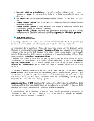 La región pilórica o antropilirica: es la porción con forma de embudo que
termina en píloro, el grueso esfínter distal en el límite entre el estómago y el
duodeno.
Los histólogos también subdividen el estómago, pero solo en tres regiones, estas
son:
Región cardial (cardias): la parte cercana al orificio esofágico que contiene
glándulas cardiales.
Región pilórica (antro): la parte proximal con respecto al esfínter pilórico que
contiene las glándulas pilóricas y antrales.
Región fundica (fundus): La parte más grande del estómago que está situada
entre el cardias y el antro pilórico y contiene las glándulas fundicas o gástricas.
Mucosa Gástrica:
El estómago conserva en toda su extensión el mismo modelo estructural general que
consiste en una mucosa, una submucosa, una muscular externa y una serosa.
La inspección de la superficie interna del estómago vacío permite descubrir varios
pliegues longitudinales llamados rugae (arrugas gástricas) que son prominentes en las
regiones más estrechas del órgano pero están poco desarrollados en la parte
superior.En la superficie de la mucosa se discierne una gran cantidad de orificios. Estos
corresponden a las fovéolas o criptas gástricas.
El epitelio que reviste la superficie general de la mucosa del estómago y las fositas
gástricas en simple cilíndrico. Las células cilíndricas reciben el nombre de Células
mucosas superficiales. Cada célula posee una gran dilatación apical llena de
gránulos de mucinógenoy en su conjunto todo el epitelio forma una superficie
secretora.
La secreción mucosa de las células mucosas superficiales se conoce como moco
visible a causa de su aspecto turbio. Forma una gruesa cubierta viscosa gelificada que
se adhiere a la superficie epitelial y la protege contra la abrasión de los componentes
más ásperos del quimo. Además su contracción alta de bicarbonato y potasio protege
el epitelio del contenido acido del jugo gástrico.
Las prostaglandinas (PGE2) desempeñan un papel importante como protectoras de la
mucosa gástrica. Estimulan la secreción de bicarbonato y aumentan el espesor de la
capa de moco con vasodilatación asociada a la lámina propia.
El revestimiento del estómago no cumple una función absortiva importante, no
obstante, un poco de agua, sales y compuestos químicos liposolubles pueden
absorberse a través de la mucosa gástrica.
 