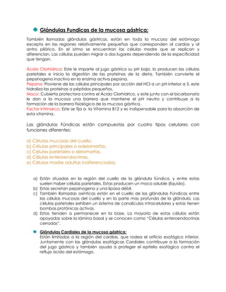 Glándulas Fundicas de la mucosa gástrica:
También llamadas glándulas gástricas, están en toda la mucosa del estómago
excepto en las regiones relativamente pequeñas que corresponden al cardias y al
antro pilórico. En el istmo se encuentran las células madre que se replican y
diferencian. Las células pueden migrar a dos lugares dependiendo de la especificidad
que tengan.
Ácido Clorhídrico: Este le imparte al jugo gástrico su pH bajo, lo producen las células
parietales e inicia la digestión de las proteínas de la dieta. También convierte el
pepsinogeno inactivo en la enzima activa pepsina.
Pepsina: Proviene de las células principales por acción del HCl a un pH inferior a 5, este
hidroliza las proteínas a péptidos pequeños.
Moco: Cubierta protectora contra el Ácido Clorhídrico, y este junto con el bicarbonato
le dan a la mucosa una barrera que mantiene el pH neutro y contribuye a la
formación de la barrera fisiológica de la mucosa gástrica.
Factor Intrínseco: Este se fija a la Vitamina B12 y es indispensable para la absorción de
esta vitamina.
Las glándulas Fúndicas están compuestas por cuatro tipos celulares con
funciones diferentes:
a) Células mucosas del cuello.
b) Células principales o adelomorfas.
c) Células parietales o delomorfas.
d) Células enteroendocrinas.
e) Células madre adultas indiferenciadas.
a) Están situadas en la región del cuello de la glándula fúndica, y entre estas
suelen haber células parietales. Estas producen un moco soluble (líquido).
b) Estas secretan pepsinogeno y una lipasa débil.
c) También llamadas oxínticas están en el cuello de las glándulas Fúndicas entre
las células mucosas del cuello y en la parte mas profunda de la glándula. Las
células parietales exhiben un sistema de canalículos intracelulares y estas tienen
bombas protónicas activas.
d) Estas tienden a permanecer en la base. La mayoría de estas células están
apoyadas sobre la lámina basal y se conocen como “Células enteroendocrinas
cerradas”.
Glándulas Cardiales de la mucosa gástrica:
Están limitadas a la región del cardias, que rodea el orificio esofágico inferior.
Juntamente con las glándulas esofágicas Cardiales contribuye a la formación
del jugo gástrico y también ayuda a proteger el epitelio esofágico contra el
reflujo ácido del estómago.
 