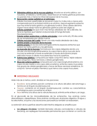 Glándulas pilóricas de la mucosa gástrica: situadas en el antro pilórico, son
tubulares, enrolladas y ramificadas. Desembocan en fositas gástricas profundas
ocupando más o menos la mitad del espesor de la mucosa.
Renovación celular epitelial en el estómago:
Células mucosas superficiales se renuevan cada 3 a 5 días más o menos esta
compensada por la actividad mitótica en el istmo, ósea el segmento estrecho
que hay entre la fosita gástrica y la glándula fundica. Otras células del istmo
migran hacia abajo hasta las glándulas gástricas para dar origen a:
Células parietales-las que viven más tiempo alrededor de 150 a 200 días. Se
tiene la hipótesis que habrían evolucionada dl hongo llamado
Neurosporacrassa.
Celulas entero endocrinas y células principales: viven entre 60 y 90 días antes
de ser remplazadas por células nuevas
Células mucosas del cuello: tienen una vida media alrededor de 6 dias.
Lamina propia y muscular de la mucosa:
Lamina propia: es escasa está restringida entre los espacios estrechos que
rodean las fositas gástricas y las glándulas.
La muscular de la mucosa: formada por dos capas delgadas siendo una
circular y la otra longitudinal externa, la capa interna de la muscular de la
mucosa se extiende a través se extienden a través de la lámina propia
delicados haces d células musculares lisas hacia la superficie.
Submucosa gástrica: compuesta por tejido conjuntivo denso, tejido adiposo
vaso sanguíneo, fibras nerviosas y células ganglionares.
Muscular externa gástrica:compuesta por una capa longitudinal externa una
capa circular media y una capa oblicua externa, entre las capas musculares
hay grupos de células ganglionares y haces de fibras nerviosas amielinicas. En
conjunto forman el plexo mienterico que inerva a las capas musculares.
INTESTINO DELGADO
Mide más de 6 metros y está dividido en tres porciones:
Duodeno: es la primera porción comienza a la altura del píloro del estomago y
termina en el Angulo duodenoyeyunal.
Yeyuno: comienza en el ángulo duodenoyeyunal, cambia sus características
morfológicas para convertirse en el íleon
Íleon:termina a la altura de la válvula ileocecal, el limita entre el íleon y el ciego.
En el glucocaliz de las microvellosidades de los enterocitos, hay enzimas como
disacaridasas y dipeptidasas. Estas enzimas contribuyen al proceso digestivo. El agua y
los electrolitos, el quimo y las secreciones pancreáticas también se reabsorben.
La extensión de la superficie absortiva del intestino delgado se amplifica por:
Los pliegues circulares: también llamados válvulas connivalentes o válvulas de
Kerckring, son repliegues transversales permanentes que contienen un centro de
 