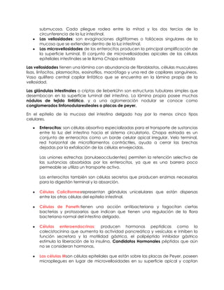 submucosa. Cada pliegue rodea entre la mitad y los dos tercios de la
circunferencia de la luz intestinal.
Las vellosidades: son evaginaciones digitiformes o foliáceas singulares de la
mucosa que se extienden dentro de la luz intestinal.
Las microvellosidades de los enterocitos producen la principal amplificación de
la superficie luminal. El conjunto de microvellosidades apicales de las células
epiteliales intestinales se le llama Chapa estriada
Las vellosidades tienen una lámina con abundancia de fibroblastos, células musculares
lisas, linfocitos, plasmocitos, eosinofilos, macrófago y una red de capilares sanguíneos.
Vaso quilífero central capilar linfático que se encuentra en la lámina propia de la
vellosidad.
Las glándulas intestinales o criptas de lieberkühn son estructuras tubulares simples que
desembocan en la superficie luminal del intestino. La lámina propia posee muchos
nódulos de tejido linfático, y a una aglomeración nodular se conoce como
conglomerados linfonodularesileales o placas de peyer.
En el epitelio de la mucosa del intestino delgado hay por lo menos cinco tipos
celulares.
Enterocitos: son células absortiva especializadas para el transporte de sustancias
entre la luz del intestino hacia el sistema circulatorio. Chapa estriada es un
conjunto de enterocitos como un borde celular apical irregular. Velo terminal,
red horizontal de microfilamentos contráctiles, ayuda a cerrar las brechas
dejadas por la exfoliación de las células envejecidas.
Las uniones estrechas (zonulaeoccludentes) permiten la retención selectiva de
las sustancias absorbidas por los enterocitos, ya que es una barrera poco
permeable se utiliza un transporte activo.
Los enterocitos también son células secretos que producen enzimas necesarias
para la digestión terminal y la absorción.
Células Caliciformesrepresentan glándulas unicelulares que están dispersas
entre las otras células del epitelio intestinal.
Células de Paneth:tienen una acción antibacteriana y fagocitan ciertas
bacterias y protozoarios que indican que tienen una regulación de la flora
bacteriana normal del intestino delgado.
Células enteroendocrinas: producen hormonas peptidicas como la
colecistocinina que aumenta la actividad pancreática y vesículas e inhiben la
función secretora y la motilidad gástrica, el polipéptido inhibidor gástrico
estimula la liberación de la insulina. Candidatos Hormonales péptidos que aún
no se consideran hormonas.
Las células Mson células epiteliales que están sobre las placas de Peyer, poseen
micropliegues en lugar de microvellosidades en su superficie apical y captan
 
