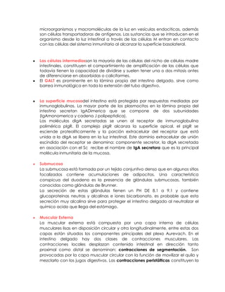 microorganismos y macromoléculas de la luz en vesículas endociticas, además
son células transportadoras de antígenos. Las sustancias que se introducen en el
organismo desde la luz intestinal a través de las células M entran en contacto
con las células del sistema inmunitario al alcanzar la superficie basolateral.
Las células intermediasson la mayoría de las células del nicho de células madre
intestinales, constituyen el compartimiento de amplificación de las células que
todavía tienen la capacidad de dividirse y suelen tener una o dos mitosis antes
de diferenciarse en absorbidas o caliciformes.
El GALT es prominente en la lámina propia del intestino delgado, sirve como
barrea inmunológica en toda la extensión del tubo digestivo.
La superficie mucosadel intestino está protegida por respuestas mediadas por
inmunoglobulinas. La mayor parte de los plasmocitos en la lámina propia del
intestino secretan IgADimerica que se compone de dos subunidades
(IgAmonomerica y cadena J polipeptidica).
Las moléculas dIgA secretadas se unen al receptor de inmunoglobulina
polimérica pIgR. El complejo pIgR alcanza la superficie apical, el pIgR se
esciende proteolíticamente y la porción extracelular del receptor que está
unida a la dIgA se libera en la luz intestinal. Este dominio extracelular de unión
escindido del receptor se denomina: componente secretor, la dIgA secretada
en asociación con el Sc recibe el nombre de IgA secretora que es la principal
molécula inmunitaria de la mucosa.
Submucosa
La submucosa está formada por un tejido conjuntivo denso que en algunos sitios
focalizados contiene acumulaciones de adipocitos. Una característica
conspicua del duodeno es la presencia de glándulas submucosas, también
conocidas como glándulas de Brunner.
La secreción de estas glándulas tienen un PH DE 8.1 a 9.1 y contiene
glucoproteinas neutras y alcalinas e iones bicarbonato, es probable que esta
secreción muy alcalina sirve para proteger el intestino delgado al neutralizar el
químico acido que llega del estómago.
Muscular Externa
La muscular externa está compuesta por una capa interna de células
musculares lisas en disposición circular y otra longitudinalmente, entre estas dos
capas están situados los componentes principales del plexo Aurevach. En el
intestino delgado hay dos clases de contracciones musculares. Las
contracciones locales desplazan contenido intestinal en dirección tanto
proximal como distal se denominan: contracciones de segmentación. Son
provocadas por la capa muscular circular con la función de movilizar el quilo y
mezclarlo con los jugos digestivos. Las contracciones peristálticas constituyen la
 