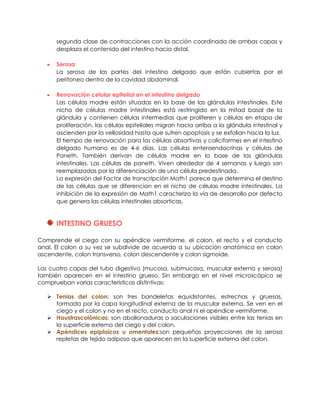 segunda clase de contracciones con la acción coordinada de ambas capas y
desplaza el contenido del intestino hacia distal.
Serosa
La serosa de las partes del intestino delgado que están cubiertas por el
peritoneo dentro de la cavidad abdominal.
Renovación celular epitelial en el intestino delgado
Las células madre están situadas en la base de las glándulas intestinales. Este
nicho de células madre intestinales está restringido en la mitad basal de la
glándula y contienen células intermedias que proliferen y células en etapa de
proliferación. las células epiteliales migran hacia arriba a la glándula intestinal y
ascienden por la vellosidad hasta que sufren apoptosis y se exfolian hacia la luz.
El tiempo de renovación para las células absortivas y caliciformes en el intestino
delgado humano es de 4-6 días. Las células enteroendocrinas y células de
Paneth. También derivan de células madre en la base de las glándulas
intestinales. Las células de paneth. Viven alrededor de 4 semanas y luego son
reemplazadas por la diferenciación de una célula predestinada.
La expresión del Factor de transcripción Math1 parece que determina el destino
de las células que se diferencian en el nicho de células madre intestinales. La
inhibición de la expresión de Math1 caracteriza la vía de desarrollo por defecto
que genera las células intestinales absorticas.
INTESTINO GRUESO
Comprende el ciego con su apéndice vermiforme, el colon, el recto y el conducto
anal. El colon a su vez se subdivide de acuerdo a su ubicación anatómica en colon
ascendente, colon transverso, colon descendente y colon sigmoide.
Las cuatro capas del tubo digestivo (mucosa, submucosa, muscular externa y serosa)
también aparecen en el intestino grueso. Sin embargo en el nivel microscópico se
comprueban varias características distintivas:
 Tenias del colon: son tres bandeletas equidistantes, estrechas y gruesas,
formada por la capa longitudinal externa de la muscular externa. Se ven en el
ciego y el colon y no en el recto, conducto anal ni el apéndice vermiforme.
 Haustrascolónicas: son abollonaduras o saculaciones visibles entre las tenias en
la superficie externa del ciego y del colon.
 Apéndices epiploicos u omentales:son pequeñas proyecciones de la serosa
repletas de tejido adiposo que aparecen en la superficie externa del colon.
 