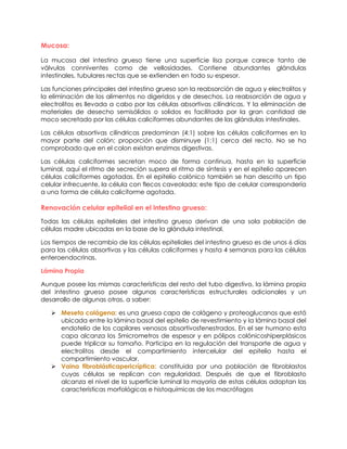 Mucosa:
La mucosa del intestino grueso tiene una superficie lisa porque carece tanto de
válvulas conniventes como de vellosidades. Contiene abundantes glándulas
intestinales, tubulares rectas que se extienden en todo su espesor.
Las funciones principales del intestino grueso son la reabsorción de agua y electrolitos y
la eliminación de los alimentos no digeridos y de desechos. La reabsorción de agua y
electrolitos es llevada a cabo por las células absortivas cilíndricas. Y la eliminación de
materiales de desecho semisólidos o solidos es facilitada por la gran cantidad de
moco secretado por las células caliciformes abundantes de las glándulas intestinales.
Las células absortivas cilíndricas predominan (4:1) sobre las células caliciformes en la
mayor parte del colón; proporción que disminuye (1:1) cerca del recto. No se ha
comprobado que en el colon existan enzimas digestivas.
Las células caliciformes secretan moco de forma continua, hasta en la superficie
luminal, aquí el ritmo de secreción supera el ritmo de síntesis y en el epitelio aparecen
células caliciformes agotadas. En el epitelio colónico también se han descrito un tipo
celular infrecuente, la célula con flecos caveolada; este tipo de celular correspondería
a una forma de célula caliciforme agotada.
Renovación celular epitelial en el intestino grueso:
Todas las células epiteliales del intestino grueso derivan de una sola población de
células madre ubicadas en la base de la glándula intestinal.
Los tiempos de recambio de las células epiteliales del intestino grueso es de unos 6 días
para las células absortivas y las células caliciformes y hasta 4 semanas para las células
enteroendocrinas.
Lámina Propia
Aunque posee las mismas características del resto del tubo digestivo, la lámina propia
del intestino grueso posee algunas características estructurales adicionales y un
desarrollo de algunas otras, a saber:
 Meseta colágena: es una gruesa capa de colágeno y proteoglucanos que está
ubicada entre la lámina basal del epitelio de revestimiento y la lámina basal del
endotelio de los capilares venosos absortivosfenestrados. En el ser humano esta
capa alcanza los 5micrometros de espesor y en pólipos colónicoshiperplásicos
puede triplicar su tamaño. Participa en la regulación del transporte de agua y
electrolitos desde el compartimiento intercelular del epitelio hasta el
compartimiento vascular.
 Vaina fibroblásticapericríptica: constituida por una población de fibroblastos
cuyas células se replican con regularidad. Después de que el fibroblasto
alcanza el nivel de la superficie luminal la mayoría de estas células adoptan las
características morfológicas e histoquímicas de los macrófagos
 