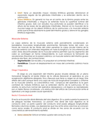  GALT: tiene un desarrollo mayor; nódulos linfáticos grandes distorsionan el
espaciado regular de las glándulas intestinales y se extienden dentro de la
submucosa.
 Vasos linfáticos: En general no hay en el centro de la lámina propia entre las
glándulas intestinales y ninguno se extiende hacia la superficie luminal del
intestino grueso. Solo con estudios muy profundos se pueden identificar a la
altura de las bases de las glándulas intestinales. Drenan en la muscular de la
mucosa luego en los plexos linfáticos de la submucosa y la muscular externa
antes que la linda abandone la parel del intestino grueso y drene en los ganglios
linfáticos regionales.
Muscular Externa
La capa externa de la muscular externa está parcialmente condensada en
bandeletas musculares longitudinales prominentes, llamadas tenias del colon. Los
haces de músculo de las tenias del colon penetran la capa circular interna de la
muscular externa con intervalos irregulares en toda la longitud y la circunferencia del
colon. Estas discontinuidades de la muscular externa permiten que los segmentos del
colon se contraigan en forma independiente, lo cual conduce la formación de
saculaciones (Haustras) en la pared colónica. La muscular externa del intestino grueso
produce dos tipos de contracciones:
› Segmentación: Son locales y no propulsan el contenido intestinal.
› Peristálticas: Causan el desplazamiento en masa del contenido colónico hacia
distal.
Ciego Y Apéndice
El ciego es una expansión del intestino grueso situada debajo de un plano
transversal tangente al borde inferior de la válvula ileocecal; el apéndice es una
evaginación digitiforme alargada, fina y flexuosa que tiene su origen en el ciego; Este
difiere del colon porque tiene una capa de músculo longitudinal completa y uniforme
en la muscular externa. La característica más conspicua del apéndice es la gran
cantidad de nódulos linfáticos que se extienden dentro de la submucosa. En los
adultos, la estructura normal del apéndice desaparece y el órgano es reemplazado
por un tejido fibroso cicatrizado, y la obstrucción del orificio de comunicación entre el
apéndice y el ciego puede causar apendicitis.
Recto Y Conducto Anal
El recto es la porción distal dilatada del tubo digestivo. En su parte superior la presencia
de pliegues rectales transversos. La porción más distal del tubo digestivo es el
conducto anal. La parte superior del conducto anal posee pliegues longitudinales
llamados columnas anales. Las depresiones que hay entre estas columnas se conocen
como senos anales. El conducto anal se divide en tres zonas de acuerdo con las
características del revestimiento epitelial:
 Zona colorectal: Está en el terbio superior del conducto anal.
 