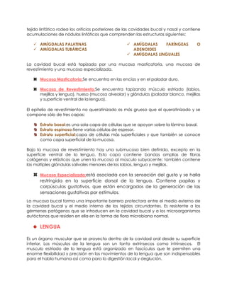 tejido linfático rodea los orificios posteriores de las cavidades bucal y nasal y contiene
acumulaciones de nódulos linfáticos que comprenden las estructuras siguientes:
 AMÍGDALAS PALATINAS
 AMÍGDALAS TUBÁRICAS
 AMÍGDALAS FARÍNGEAS O
ADENOIDES
 AMÍGDALAS LINGUALES
La cavidad bucal está tapizada por una mucosa masticatoria, una mucosa de
revestimiento y una mucosa especializada.
Mucosa Masticatoria:Se encuentra en las encías y en el paladar duro.
Mucosa de Revestimiento:Se encuentra tapizando músculo estriado (labios,
mejillas y lengua), hueso (mucosa alveolar) y glándulas (paladar blanco, mejillas
y superficie ventral de la lengua).
El epitelio de revestimiento no queratinizado es más grueso que el queratinizado y se
compone sólo de tres capas:
Estrato basal:es una sola capa de células que se apoyan sobre la lámina basal.
Estrato espinoso:tiene varias células de espesor.
Estrato superficial:capa de células más superficiales y que también se conoce
como capa superficial de la mucosa.
Bajo la mucosa de revestimiento hay una submucosa bien definida, excepto en la
superficie ventral de la lengua. Esta capa contiene bandas amplias de fibras
colágenas y elásticas que unen la mucosa al músculo subyacente; también contiene
las múltiples glándulas salivales menores de los labios, lengua y mejillas.
Mucosa Especializada:está asociada con la sensación del gusto y se halla
restringida en la superficie dorsal de la lengua. Contiene papilas y
corpúsculos gustativos, que están encargados de la generación de las
sensaciones gustativas por estímulos.
La mucosa bucal forma una importante barrera protectora entre el medio externo de
la cavidad bucal y el medio interno de los tejidos circundantes. Es resistente a los
gérmenes patógenos que se introducen en la cavidad bucal y a los microorganismos
autóctonos que residen en ella en la forma de flora microbiana normal.
LENGUA
Es un órgano muscular que se proyecta dentro de la cavidad oral desde su superficie
inferior. Los músculos de la lengua son un tanto extrínsecos como intrínsecos. El
musculo estriado de la lengua está organizado en fascículos que le permiten una
enorme flexibilidad y precisión en los movimientos de la lengua que son indispensables
para el habla humana así como para la digestión local y deglución.
 