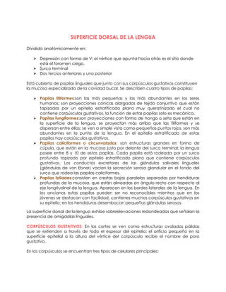SUPERFICIE DORSAL DE LA LENGUA
Dividida anatómicamente en:
 Depresión con forma de V: el vértice que apunta hacia atrás es el sitio donde
está el foramen ciego.
 Surco terminal
 Dos tercios anteriores y uno posterior
Está cubierta de papilas linguales que junto con sus corpúsculos gustativos constituyen
la mucosa especializada de la cavidad bucal. Se describen cuatro tipos de papilas:
 Papilas filiformes:son las más pequeñas y las más abundantes en los seres
humanos; son proyecciones cónicas alargadas de tejido conjuntivo que están
tapizadas por un epitelio estratificado plano muy queratinizado el cual no
contiene corpúsculos gustativos, la función de estas papilas solo es mecánica.
 Papilas fungiformes:son proyecciones con forma de hongo o seta que están en
la superficie de la lengua, se proyectan más arriba que las filiformes y se
dispersan entre ellas; se ven a simple vista como pequeños puntos rojos, son más
abundantes en la punta de la lengua. En el epitelio estratificado de estas
papilas hay corpúsculos gustativos.
 Papilas caliciformes o circunvaladas: son estructuras grandes en forma de
cúpula, que están en la mucosa justo por delante del surco terminal; la lengua
posee entre 8 y 10 de estas papilas. Cada papila está rodeada por un surco
profundo tapizado por epitelio estratificado plano que contiene corpúsculos
gustativos. Los conductos excretores de las glándulas salivales linguales
(glándulas de von Ebner) vacían la secreción serosa glandular en el fondo del
surco que rodea las papilas caliciformes.
 Papilas foliadas:consisten en crestas bajas paralelas separadas por hendiduras
profundas de la mucosa, que están alineadas en ángulo recto con respecto al
eje longitudinal de la lengua. Aparecen en los bordes laterales de la lengua. En
los ancianos estas papilas pueden ser no reconocibles mientras que en los
jóvenes se destacan con facilidad, contienes muchos corpúsculos gustativos en
su epitelio; en las hendiduras desembocan pequeñas glándulas serosas.
La superficie dorsal de la lengua exhibe sobreelevaciones redondeadas que señalan la
presencia de amígdalas linguales.
CORPÚSCULOS GUSTATIVOS: En los cortes se ven como estructuras ovaladas pálidas
que se extienden a través de todo el espesor del epitelio; el orificio pequeño en la
superficie epitelial a la altura del vértice del corpúsculo recibe el nombre de poro
gustativo.
En los corpúsculos se encuentran tres tipos de celulares principales:
 