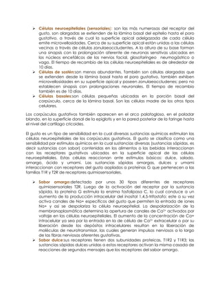  Células neuroepiteliales (sensoriales): son las más numerosas del receptor del
gusto, son alargadas se extienden de la lámina basal del epitelio hasta el poro
gustativo, a través de cual la superficie apical adelgazada de cada célula
emite microvellosidades. Cerca de su superficie apical están unidas a las células
vecinas a través de células zonulaeoccludentes. A la altura de su base forman
una sinapsis con la prolongación aferente de neuronas sensitivas ubicadas en
los núcleos encefálicos de los nervios facial, glosofaríngeo neumogástrico o
vago. El tiempo de recambio de las células neuroepiteliales es de alrededor de
10 días.
 Células de sostén:son menos abundantes. También son células alargadas que
se extienden desde la lámina basal hasta el poro gustativo, también exhiben
microvellosidades en su superficie apical y poseen zonulaeoccludenes; pero no
establecen sinapsis con prolongaciones neuronales. El tiempo de recambio
también es de 10 días.
 Células basales:son células pequeñas ubicadas en la porción basal del
corpúsculo, cerca de la lámina basal. Son las células madre de los otros tipos
celulares.
Los corpúsculos gustativos también aparecen en el arco palatogloso, en el paladar
blando, en la superficie dorsal de la epiglotis y en la pared posterior de la faringe hasta
el nivel del cartílago cricoides.
El gusto es un tipo de sensibilidad en la cual diversas sustancias químicas estimulan las
células neuroepiteliales de los corpúsculos gustativos. El gusto se clasifica como una
sensibilidad por estímulos químicos en la cual sustancias diversas (sustancias sápidas, es
decir sustancias con sabor) contenidas en los alimentos o las bebidas interaccionan
con los receptores gustativos ubicados en la superficie apical de las células
neuroepiteliales. Estas células reaccionan ante estímulos básicos: dulce, salado,
amargo, ácido y umami. Las sustancias sápidas amargas, dulces y umami
interaccionan con receptores del gusto aoplados a proteínas G que pertenecen a las
familias T1R y T2R de receptores quimiosensoriales.
 Sabor amargo:detectado por unos 30 tipos diferentes de receptores
quimiosensoriales T2R. Luego de la activación del receptor por la sustancia
sápida, la proteína G estimula la enzima fosfolipasa C, lo cual conduce a un
aumento de la producción intracelular del inositol 1,4,5-trifostafo; este a su vez
activa canales de Na+ específicos del gusto que permiten la entrada de iones
Na+ y así se despolariza la célula neuroepitelial. La despolarización de la
membranaplasmática determina la apertura de canales de Ca2+ activados por
voltaje en las células neuroepiteliales. El aumento de la concentración de Ca+
intracelular ya sea por la entrada en la de célula de Ca2+ extracelular o por su
liberación desde los depósitos intracelulares resultan en la liberación de
moléculas de neurotransmisor, las cuales generan impulsos nerviosos a lo largo
de las fibras nerviosas aferentes gustativas.
 Sabor dulce:sus receptores tienen dos subunidades proteicas, T1R2 y T1R3; las
sustancias sápidas dulces unidas a estos receptores activan la misma casada de
reacciones de segundos mensajes que los receptores del sabor amargo.
 