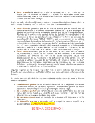  Sabor umami:está vinculado a ciertos aminoácidos y es común en los
espárragos, los tomates, el queso y la carne. Sus receptores tienen una
subunidad T1R3 y T1R1; el proceso de transducción es idéntico al descrito antes
para las vías del sabor amargo.
Los iones sodio y los iones hidrogeno, que son responsables de los sabores salado y
ácido, respectivamente, actúan en forma directa sobre canales iónicos.
 Sabor ácido:es generado por los H+ que se forman por la hidrolisis de los
compuestos ácidos. El H+ primero bloquea los canales de K+ que se encargan de
generar el potencial de la membrana celular que causa su despolarización.
Además los H+ entran en la célulaa través de canales de Na+ sensibles a la
amilorida y a través de canales de especificación y a través de canales de
especificación, llamados PKD1L3 y PKD2L1, que se encuentran en las células
neuroepiteliales dedicados a la transducción del sabor ácido. El ingreso de H+
en la célula receptora activa los canales de Ca2+ sensibles a voltaje. La entrada
de ca2+ desencadena la migración de las vesículas sinápticas, su fusión con la
membrana celular y la liberación de neurotransmisor, lo cual resulta en la
generación de potenciales de acción en la fibra nerviosa sensitiva contigua.
 Sabor salado:estimulado por la sal de mesa. El Na+ entra en las células
neuroepiteliales a través de los canales de Na+ sensibles a la amilorida
específicos. La entrada del Na+ en la célula receptora causa una
despolarización de su membrana y la activación de más canales de Na+
sensibles al voltaje y canales de Ca2+ sensibles al voltaje; el ingreso del Ca2+
desencadena la migración desencadena la migración de las vesículas
sinápticas y la liberación de neurotransmisor contenido en ellas, lo cual produce
la estimulación de las fibras nerviosas sensitivas.
Algunas regiones de la lengua responden más a ciertos sabores. Las amígdalas
linguales son acumulaciones del tejido linfático que están ubicadas en la base de la
lengua.
La inervación compleja de la lengua está dada por nervios craneales y por el sistema
nervioso autónomo.
 La sensibilidad general: de los dos tercios anteriores de la lengua es transmitida
por la rama mandibular del nervio trigémino. La sensibilidad general del tercio
posterior es transmitida por el nervio glosofaríngeo y nervio vago.
 La sensibilidad gustativa:es transmitida por la cuerda del tímpano que es una
rama del nervio facial, por delante del surco terminal y por los nervios
glosofaríngeo y vago por detrás de este surco.
 La inervación motora: para los músculos de la lengua está dada por el nervio
hipogloso.
 La inervación vascular y glandular está a cargo de nervios simpáticos y
parasimpáticos. GLANDULAS SALIVALES
SISTEMA DIGESTIVO II
 