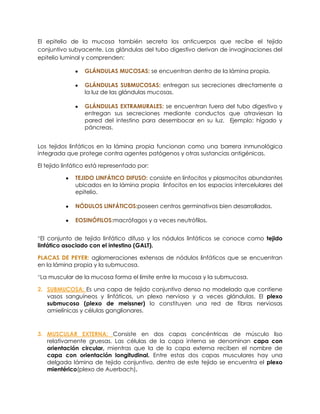 El epitelio de la mucosa también secreta los anticuerpos que recibe el tejido
conjuntivo subyacente. Las glándulas del tubo digestivo derivan de invaginaciones del
epitelio luminal y comprenden:
GLÁNDULAS MUCOSAS: se encuentran dentro de la lámina propia.
GLÁNDULAS SUBMUCOSAS: entregan sus secreciones directamente a
la luz de las glándulas mucosas.
GLÁNDULAS EXTRAMURALES: se encuentran fuera del tubo digestivo y
entregan sus secreciones mediante conductos que atraviesan la
pared del intestino para desembocar en su luz. Ejemplo: hígado y
páncreas.
Los tejidos linfáticos en la lámina propia funcionan como una barrera inmunológica
integrada que protege contra agentes patógenos y otras sustancias antigénicas.
El tejido linfático está representado por:
TEJIDO LINFÁTICO DIFUSO: consiste en linfocitos y plasmocitos abundantes
ubicados en la lámina propia linfocitos en los espacios intercelulares del
epitelio.
NÓDULOS LINFÁTICOS:poseen centros germinativos bien desarrollados.
EOSINÓFILOS:macrófagos y a veces neutrófilos.
*El conjunto de tejido linfático difuso y los nódulos linfáticos se conoce como tejido
linfático asociado con el intestino (GALT).
PLACAS DE PEYER: aglomeraciones extensas de nódulos linfáticos que se encuentran
en la lámina propia y la submucosa.
*La muscular de la mucosa forma el límite entre la mucosa y la submucosa.
2. SUBMUCOSA: Es una capa de tejido conjuntivo denso no modelado que contiene
vasos sanguíneos y linfáticos, un plexo nervioso y a veces glándulas. El plexo
submucoso (plexo de meissner) lo constituyen una red de fibras nerviosas
amielínicas y células ganglionares.
3. MUSCULAR EXTERNA: Consiste en dos capas concéntricas de músculo liso
relativamente gruesas. Las células de la capa interna se denominan capa con
orientación circular, mientras que la de la capa externa reciben el nombre de
capa con orientación longitudinal. Entre estas dos capas musculares hay una
delgada lámina de tejido conjuntivo, dentro de este tejido se encuentra el plexo
mientérico(plexo de Auerbach).
 