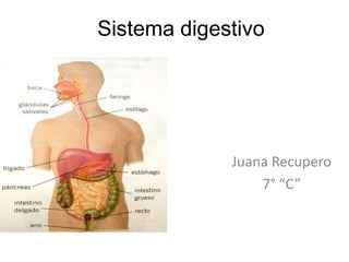 Sistema digestivo
Juana Recupero
7° “C”
 