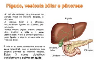 Ao sair do estômago, o quimo entra na
porção inicial do intestino delgado, o
duodeno.                                                Fígado
A vesicula biliar e o pâncreas
encontram-se ligados ao duodeno por
um ducto.
Vindos destes órgãos anexos chegam
dois líquidos: a bílis e o suco
pancreático. A bílis é primeiro produzida
pelo fígado e depois armazenada na
vesícula biliar.


À bílis e ao suco pancreático junta-se o
                                            Vesícula
suco intestinal, que é produzido nas
                                             biliar              Pâncreas
próprias paredes do intestino delgado.
Estes    3   sucos   digestivos               Duodeno
transformam o quimo em quilo.
 