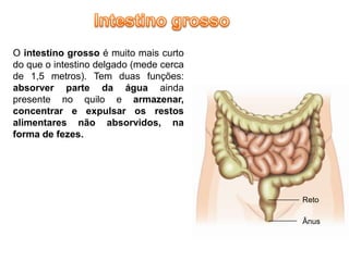 O intestino grosso é muito mais curto
do que o intestino delgado (mede cerca
de 1,5 metros). Tem duas funções:
absorver parte da água ainda
presente no quilo e armazenar,
concentrar e expulsar os restos
alimentares não absorvidos, na
forma de fezes.




                                         Reto

                                         Ânus
 