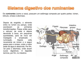 Os ruminantes (como a vaca), possuem um estômago composto por quatro partes: rúmen,
retículo, omaso e abomaso.


Depois de engolido, o alimento
entra no rúmen (ou pança), onde                                         Intestino
acontecem         as        primeiras                 Fígado
                                                               Pâncreas grosso
transformações. Passa então para                                                    Ânus
o retículo, de onde é depois
devolvido à boca, em pequenas
quantidades, para de novo ser
mastigado      e    ensalivado      –
ruminação.        Depois        volta
novamente ao rúmen e a seguir           Boca
passa para o omaso, onde a maior                      Reticulo           Intestino
parte da água é absorvida. Por fim,       Esófago                        delgado
                                                           Abomaso
vai para o abomaso, onde atuam
                                                               Omaso
sucos digestivos. A digestão
                                                                   Rúmen
termina, por fim, no intestino.
                                                               Estômago
                                                               composto
 