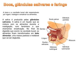 A boca e a cavidade bucal são responsáveis
por ingerir, mastigar e ensalivar os alimentos.
                                                                              Glândula
A saliva é produzida pelas glândulas                          Ducto salivar   parótida
salivares. A saliva é um líquido que se
mistura com os alimentos durante a
mastigação, num fenómeno a que
chamamos ensalivação. No final da Dentes
digestão que ocorre na cavidade bucal, os
alimentos ficam transformados em bolo
alimentar, uma massa pastosa e moldável
que vai ser deglutida.                    Língua
                                                                                      Músculo
                                                   Ductos
                                                  salivares
                                                              Glândula         Glândula
                                                              sublingual      submaxilar
 