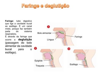 Faringe: tubo digestivo
que liga a cavidade bucal
ao esófago. É um canal
misto, porque faz também
parte       do     sistema
respiratório.                  Bolo alimentar
É através da faringe que                              Faringe
ocorre a deglutição                      Língua
(passagem do bolo
alimentar da cavidade
bucal      para     o
esófago).

                             Epiglote
                                                  Esófago
                              Traqueia
 