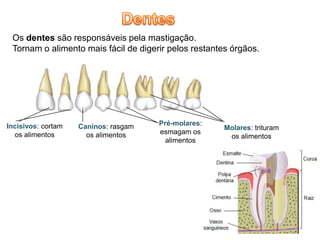 Os dentes são responsáveis pela mastigação.
 Tornam o alimento mais fácil de digerir pelos restantes órgãos.




Incisivos: cortam   Caninos: rasgam   Pré-molares:
                                                      Molares: trituram
  os alimentos        os alimentos    esmagam os
                                                       os alimentos
                                        alimentos
 