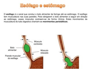 O esófago é o canal que conduz o bolo alimentar da faringe até ao estômago. O esófago
tem musculatura nas suas paredes. Para obrigarem o bolo alimentar a seguir em direção
ao estômago, esses músculos contraem-se de forma rítmica. Estes movimentos da
musculatura do tubo digestivo chamam-se movimentos peristálticos.




                              Músculo
                              contraído
       Bolo
    alimentar                        Músculo
                                     relaxado
 Parede muscular
   do esófago
 