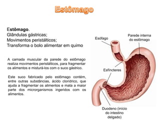 Estômago.
Glândulas gástricas;                                                     Parede interna
                                                    Esófago               do estômago
Movimentos peristálticos;
Transforma o bolo alimentar em quimo


A camada muscular da parede do estômago
realiza movimentos peristálticos, para fragmentar
os alimentos e misturá-los com o suco gástrico.
                                                        Esfíncteres
Este suco fabricado pelo estômago contém,
entre outras substâncias, ácido clorídrico, que
ajuda a fragmentar os alimentos e mata a maior
parte dos microrganismos ingeridos com os
alimentos.



                                                       Duodeno (início
                                                        do intestino
                                                          delgado)
 