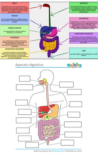 sistema digestivo mudo.docx