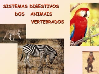 SISTEMAS DIGESTIVOS DOS ANIMAIS VERTEBRADOS 