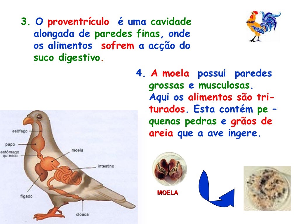Sistema Digestivo Nos Animais