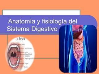 Anatomía y fisiología del
Sistema Digestivo
 
