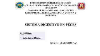UNIVERSIDAD CENTRAL DEL ECUADOR
FACULTAD DE FILOSOFÍA, LETRAS Y CIENCIAS DE LA
EDUCACIÓN
CARRERA DE PEDAGOGIA DE LAS CIENCIAS
EXPERIMENTALES PEDAGOGÍA DE LA QUÍMICAY
BIOLOGÍA
SISTEMA DIGESTIVO EN PECES
SEXTO SEMESTRE “A”
ALUMNA:
• Velastegui Diana
 