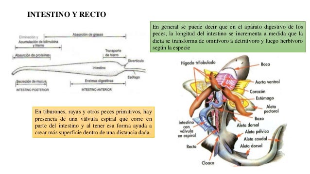 SISTEMA DIGESTIVO EN PECES