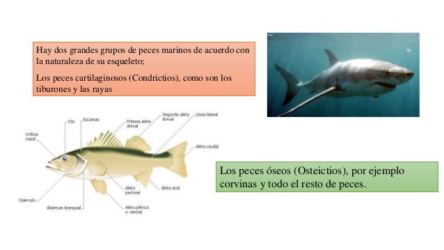 SISTEMA DIGESTIVO EN PECES