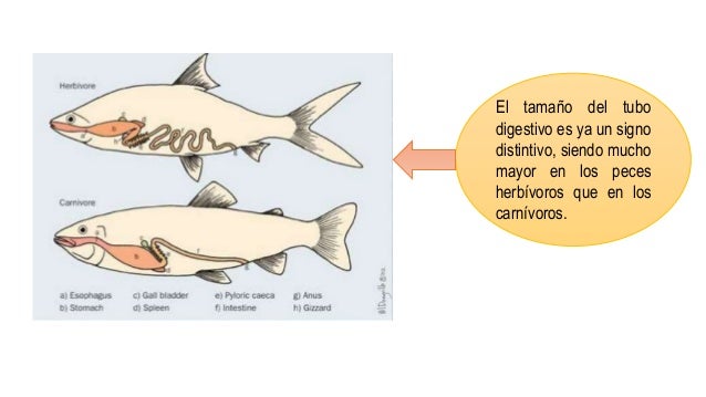 SISTEMA DIGESTIVO EN PECES