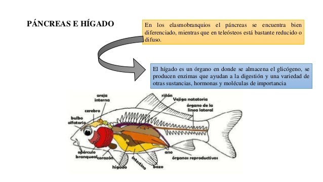 SISTEMA DIGESTIVO EN PECES