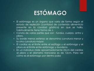 • El estómago es un órgano que varia de forma según el
estado de repleción (cantidad de contenido alimenticio
presente en la cavidad gástrica) en que se halla,
habitualmente tiene forma de J.
• Consta de varias partes que son : fundus, cuerpo, antro y
píloro.
• Su borde menos extenso se denomina curvatura menor y
la otra curvatura mayor.
• El cardias es el límite entre el esófago y el estómago y el
píloro es el límite entre estómago y duodeno.
• En un individuo mide aproximadamente 25cm del cardias
al píloro y el diámetro transverso es de 12cm. Para ver
cómo es el estómago por dentro pulsa
ESTÓMAGO
 
